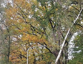 231102 Stormschade OVT Duinenlaan